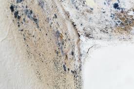 Best Black Mold Removal  in Princeton, KY